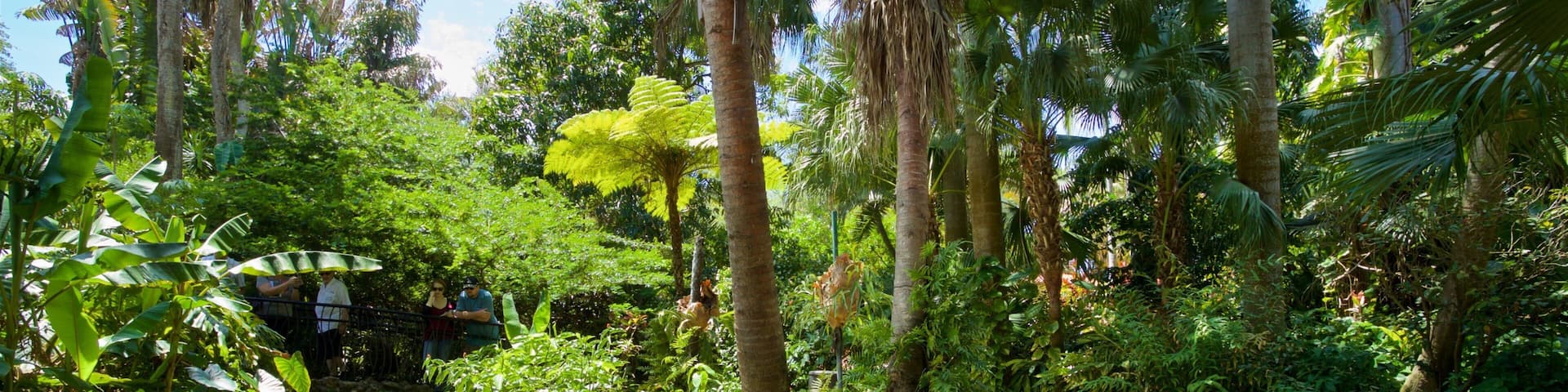 A lush garden with a pond, diverse tropical plants, and a stone pathway.