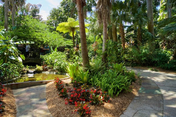 Um jardim exuberante com lago, plantas tropicais variadas e um caminho de pedra.