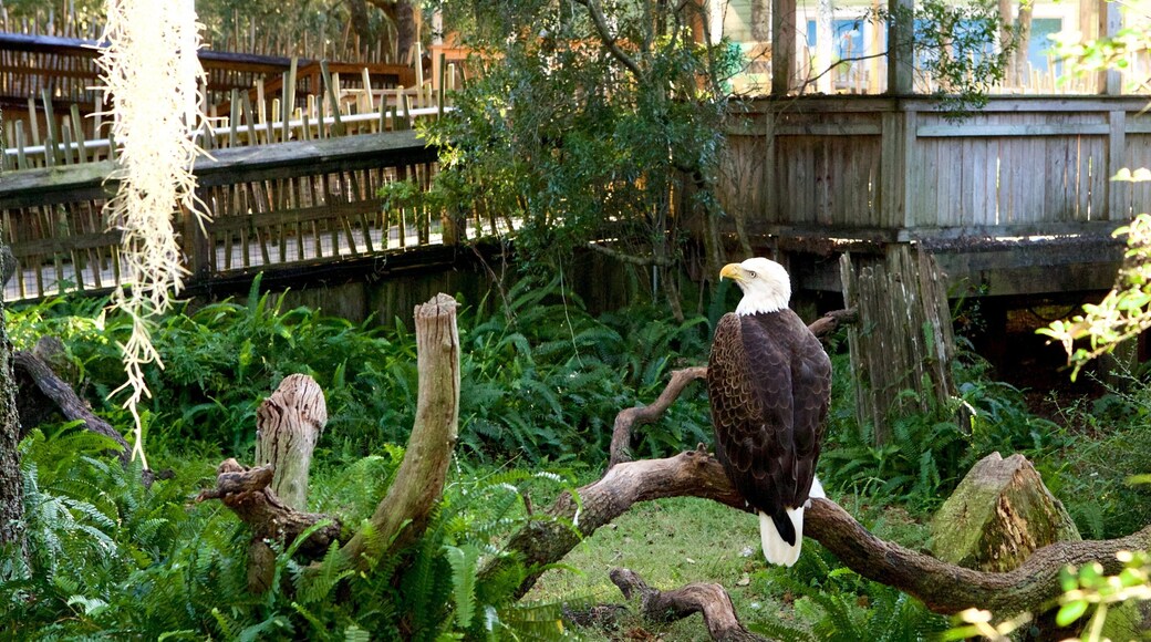 Lowry Park Zoo qui includes vie des oiseaux et animaux de zoo
