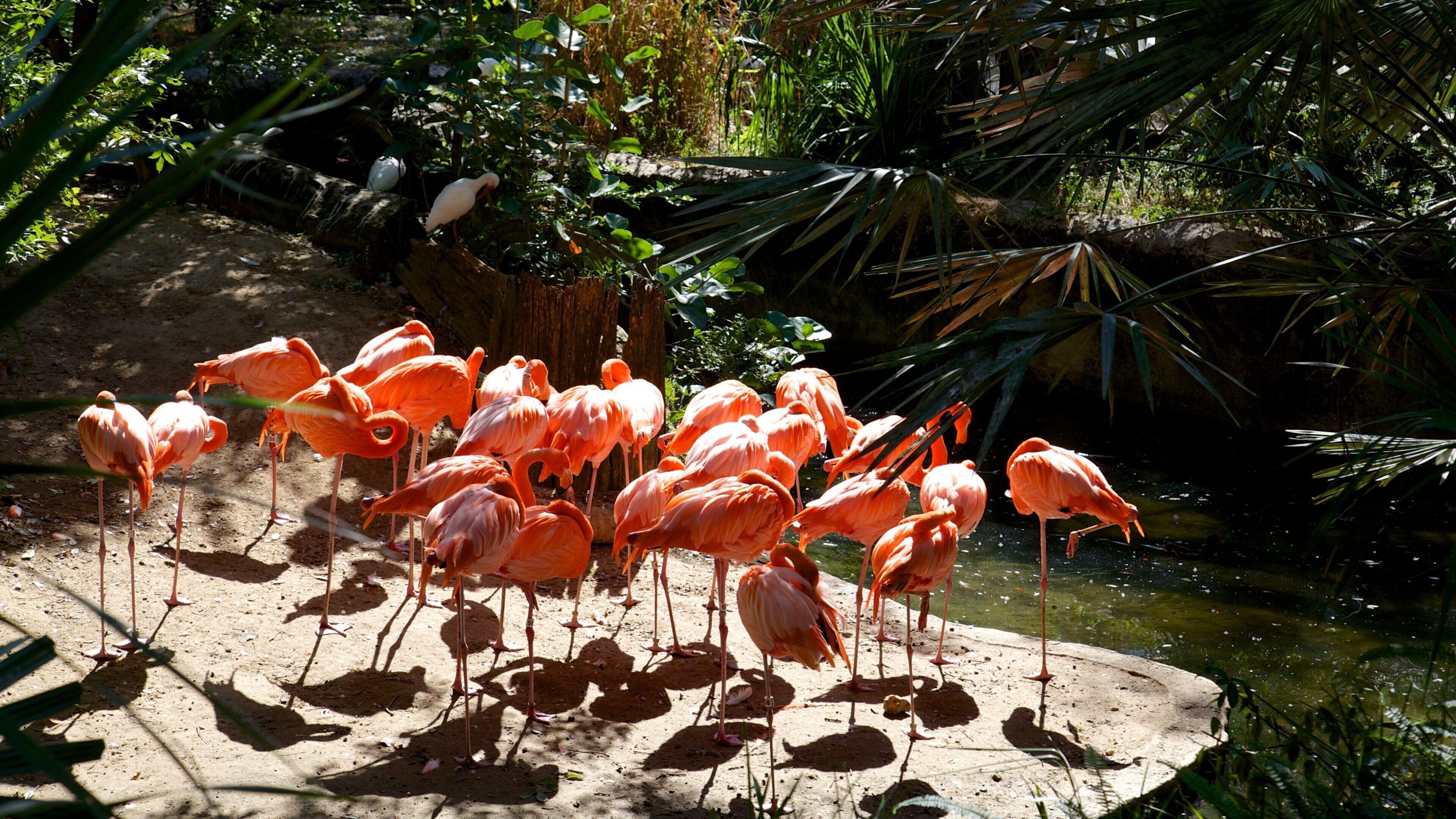 Lowry park zoologiske hage som viser dyrehagedyr og fugleliv