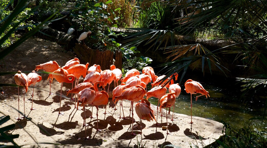 Lowry park zoologiske hage som viser dyrehagedyr og fugleliv