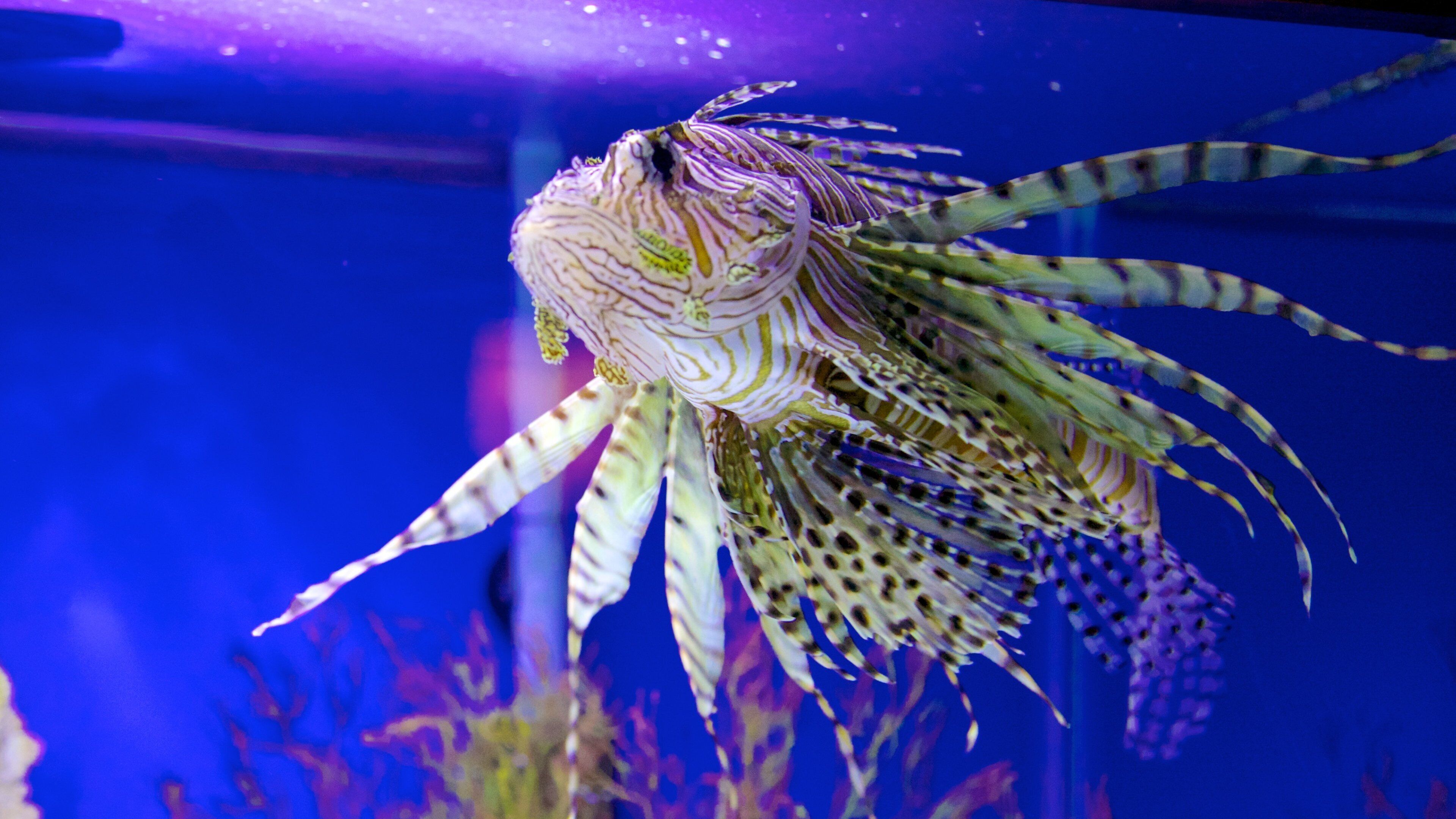 ZooTampa at Lowry Park which includes marine life and zoo animals