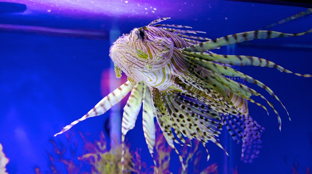 ZooTampa at Lowry Park which includes marine life and zoo animals