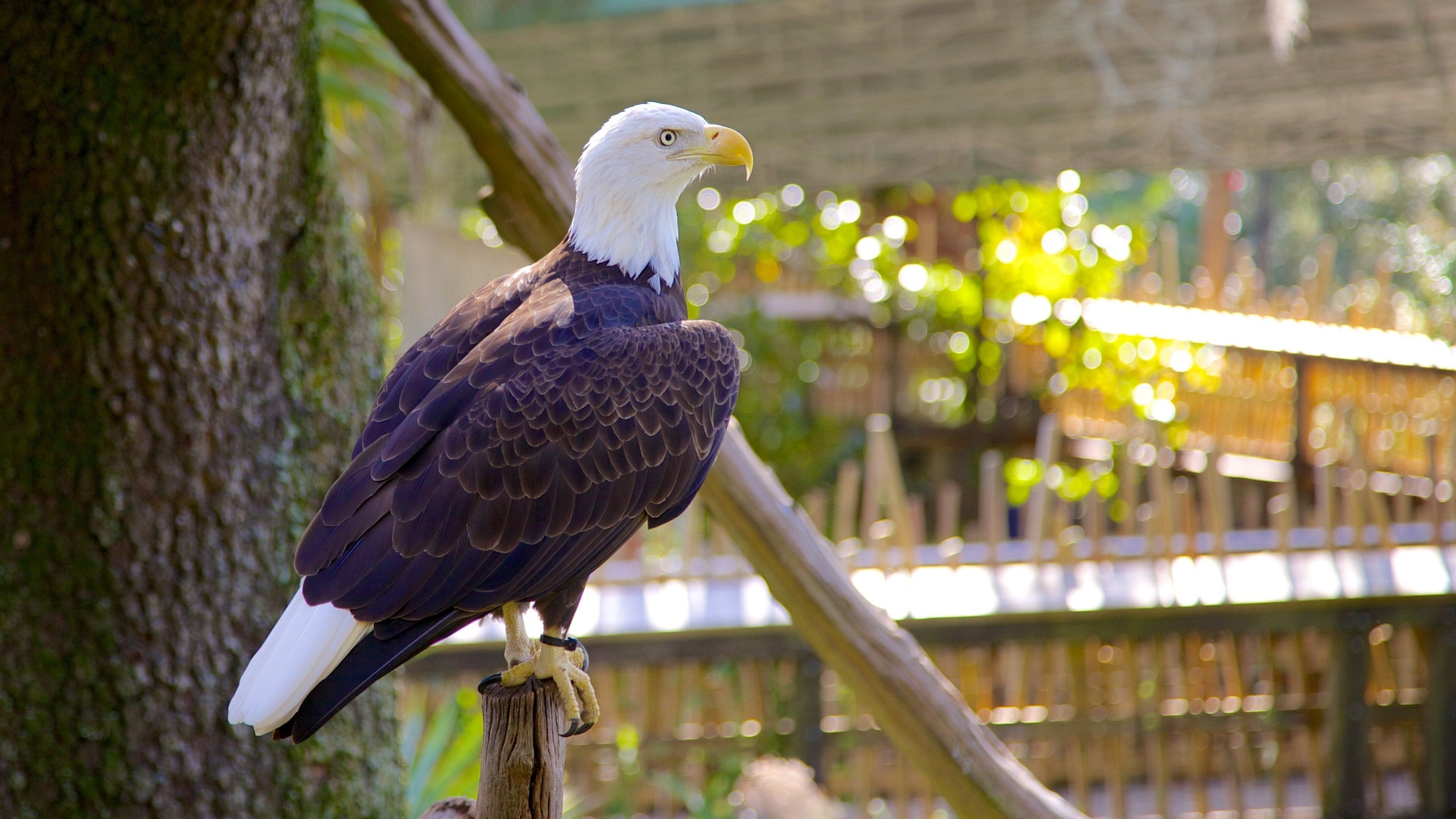 Lowry Parkin eläintarha joka esittää linnusto ja eläintarhan eläimet