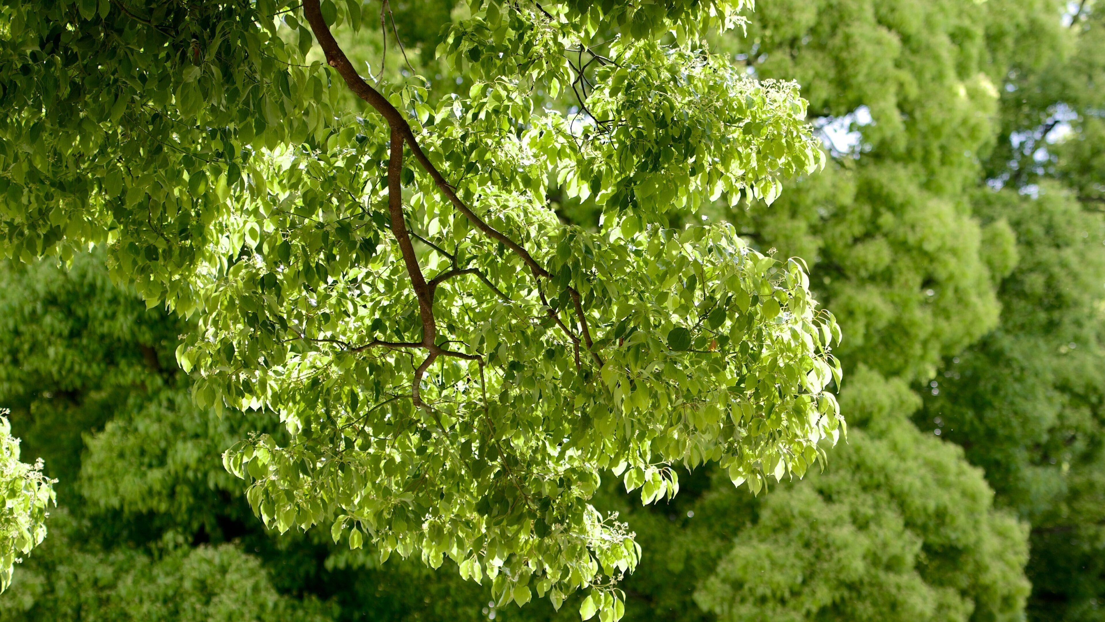 明治神宮 どの含み 公園