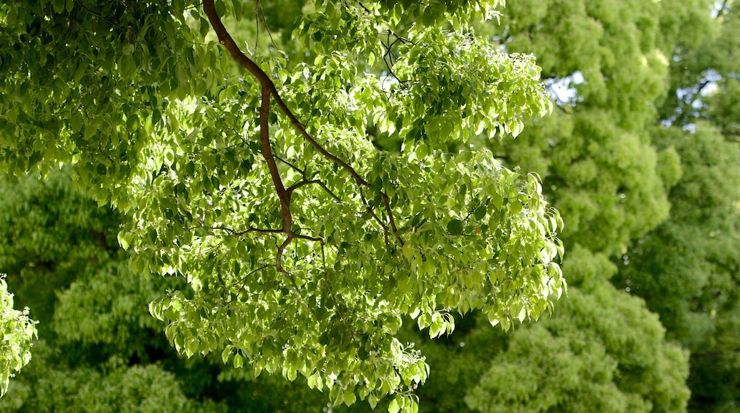 明治神宮 设有 花園