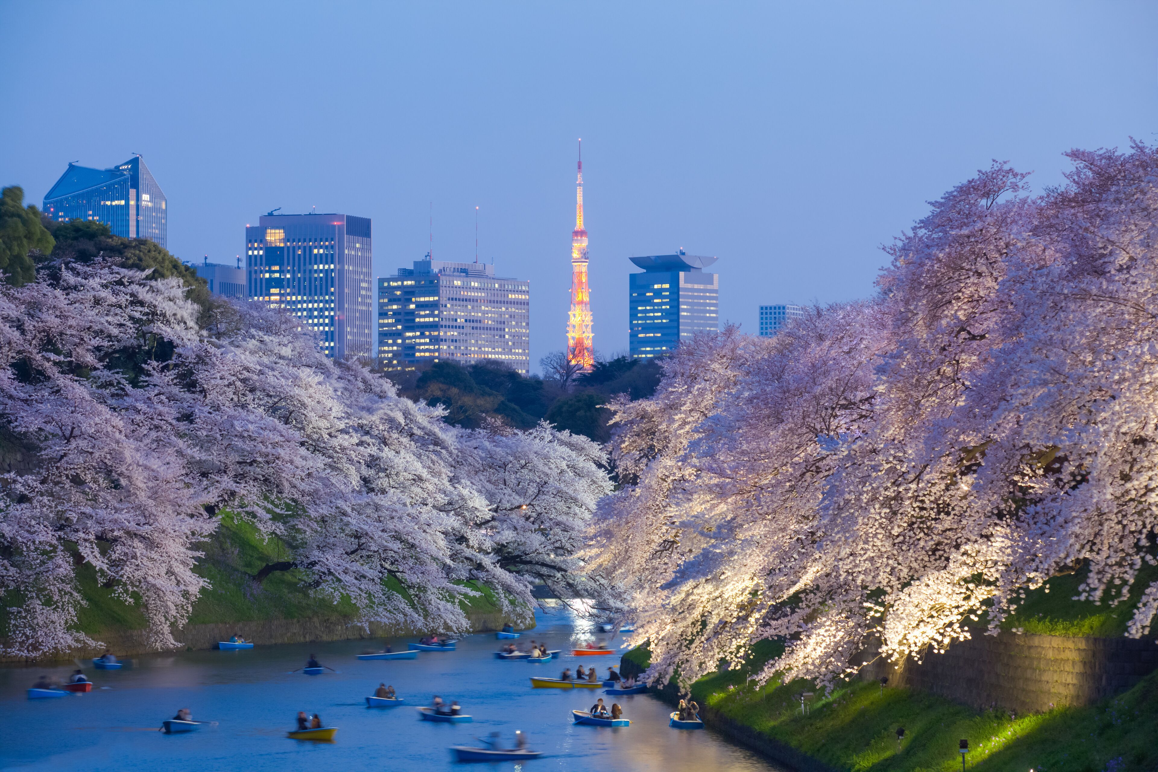 Beautiful sakura cherry blossom light up and Tokyo Tower landmark at Chidorigafuchi Tokyo