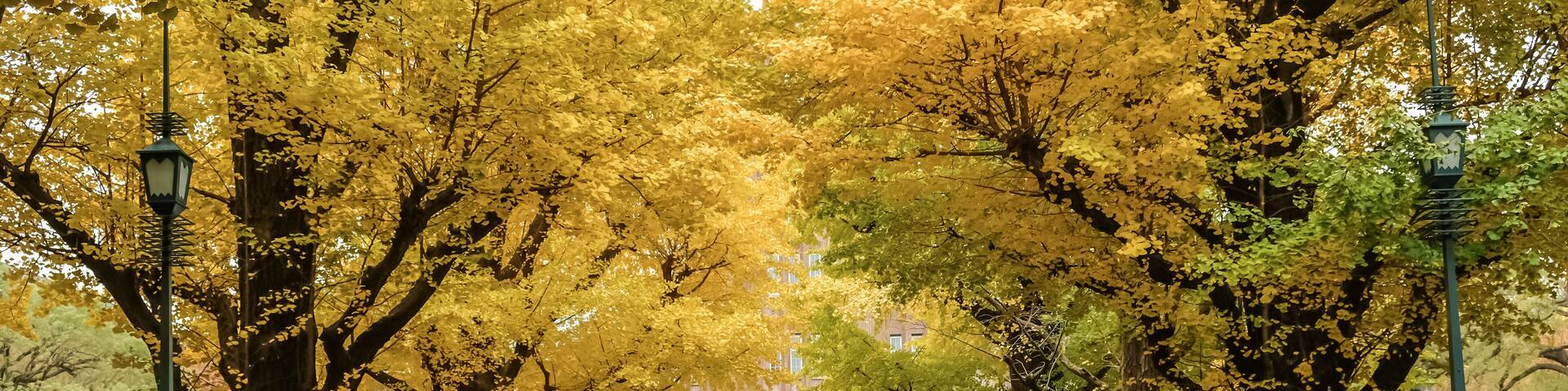 Brilliant yellow ginkgo tunnel at University of Tokyo(Todai) in autumn.