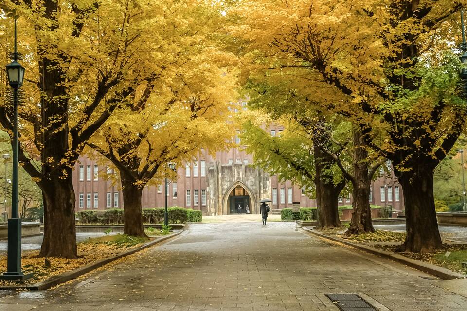 A pathway lined with trees with yellow leaves, leading to a building with a gothic entrance.