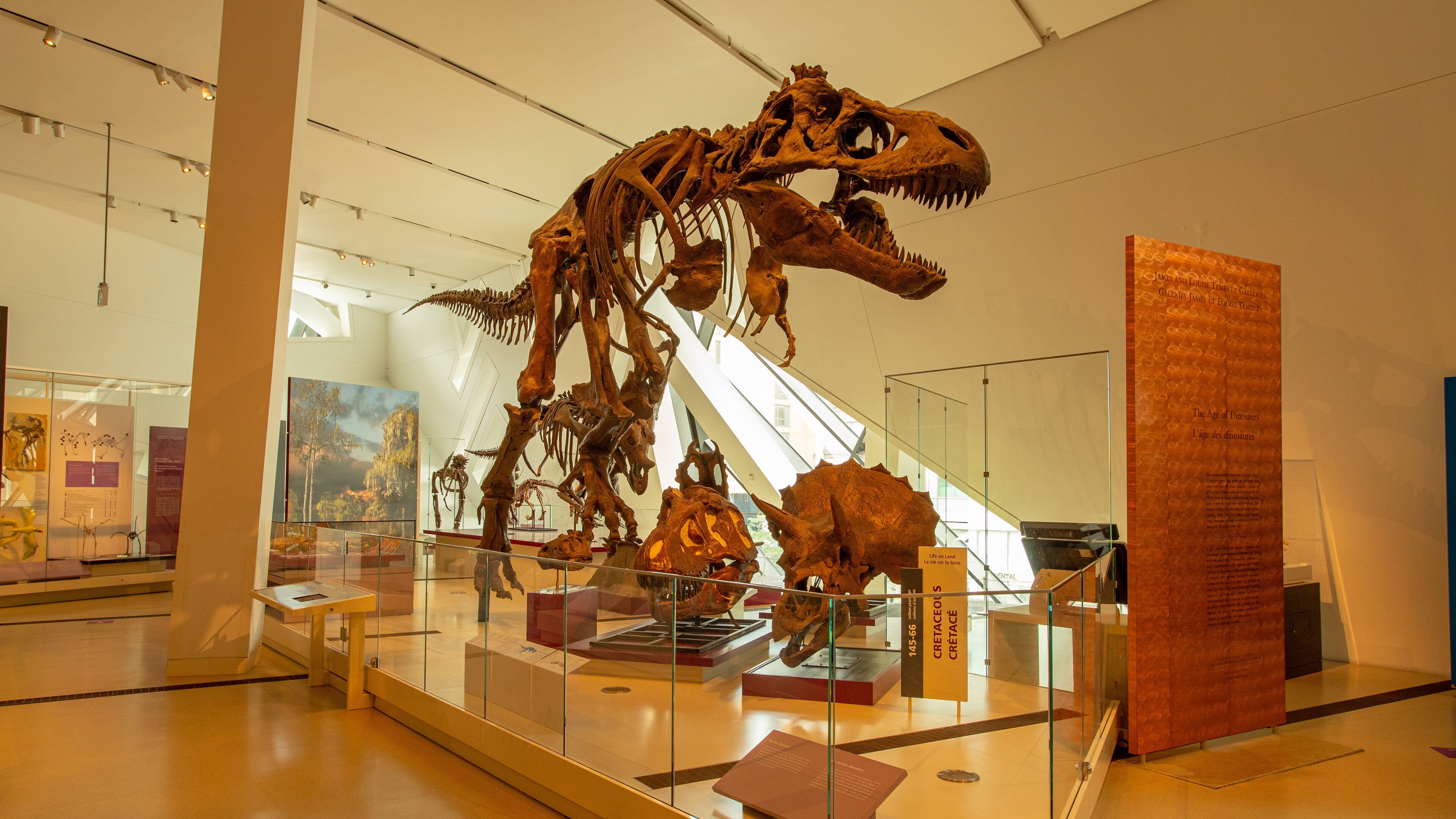 Royal Ontario Museum showing interior views and heritage elements