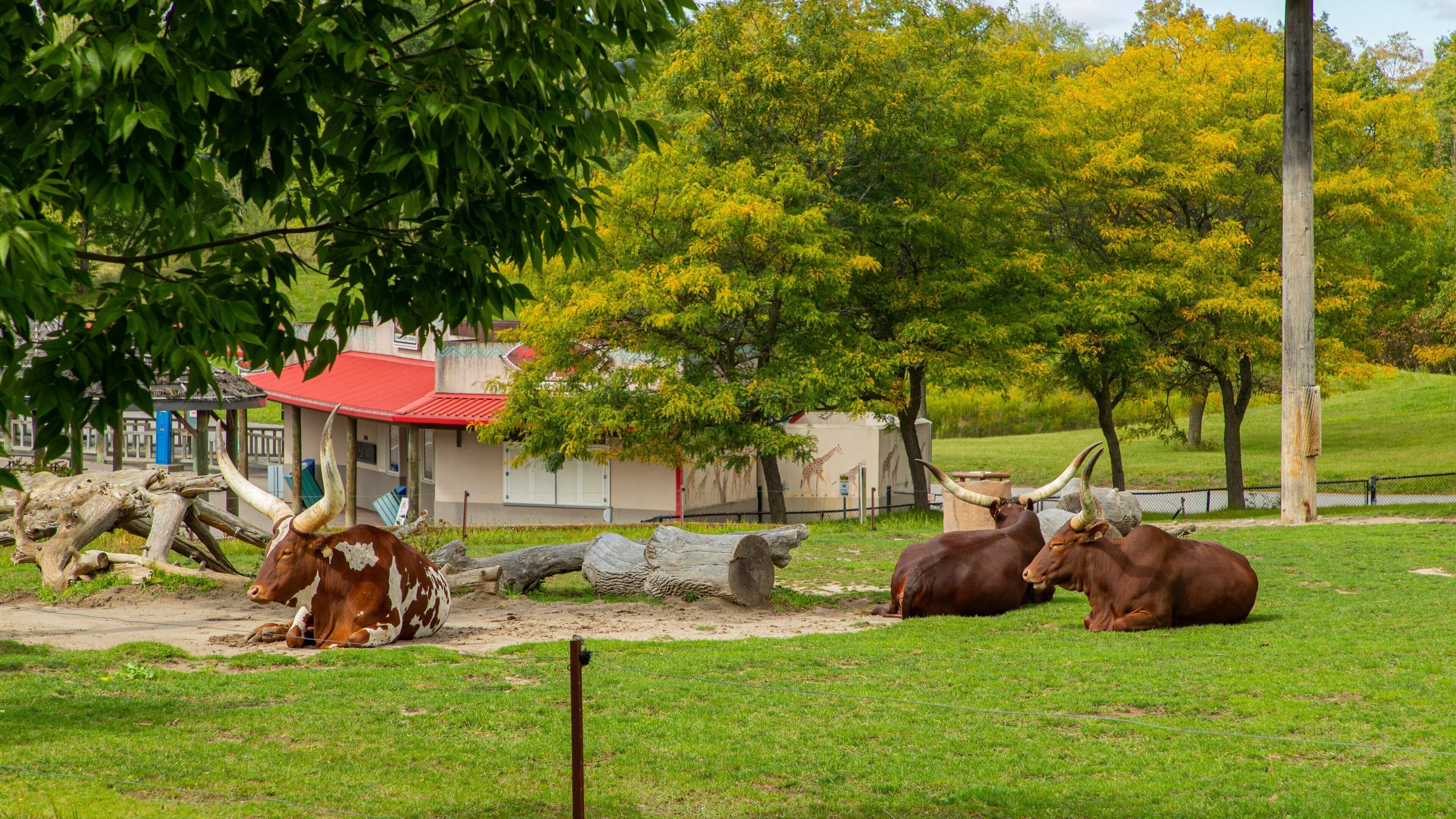 Toronto Zoo showing land animals and zoo animals