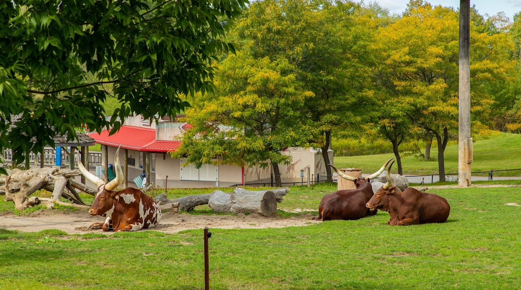 Toronto Zoo showing land animals and zoo animals
