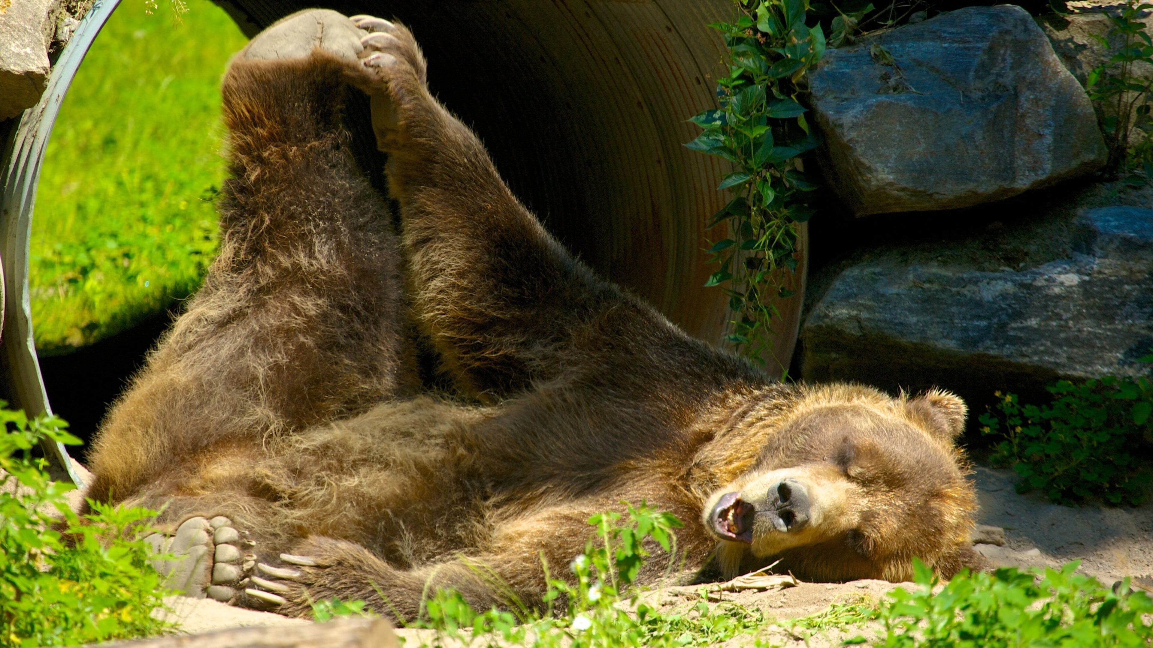 Toronto Zoo featuring land animals, dangerous animals and zoo animals