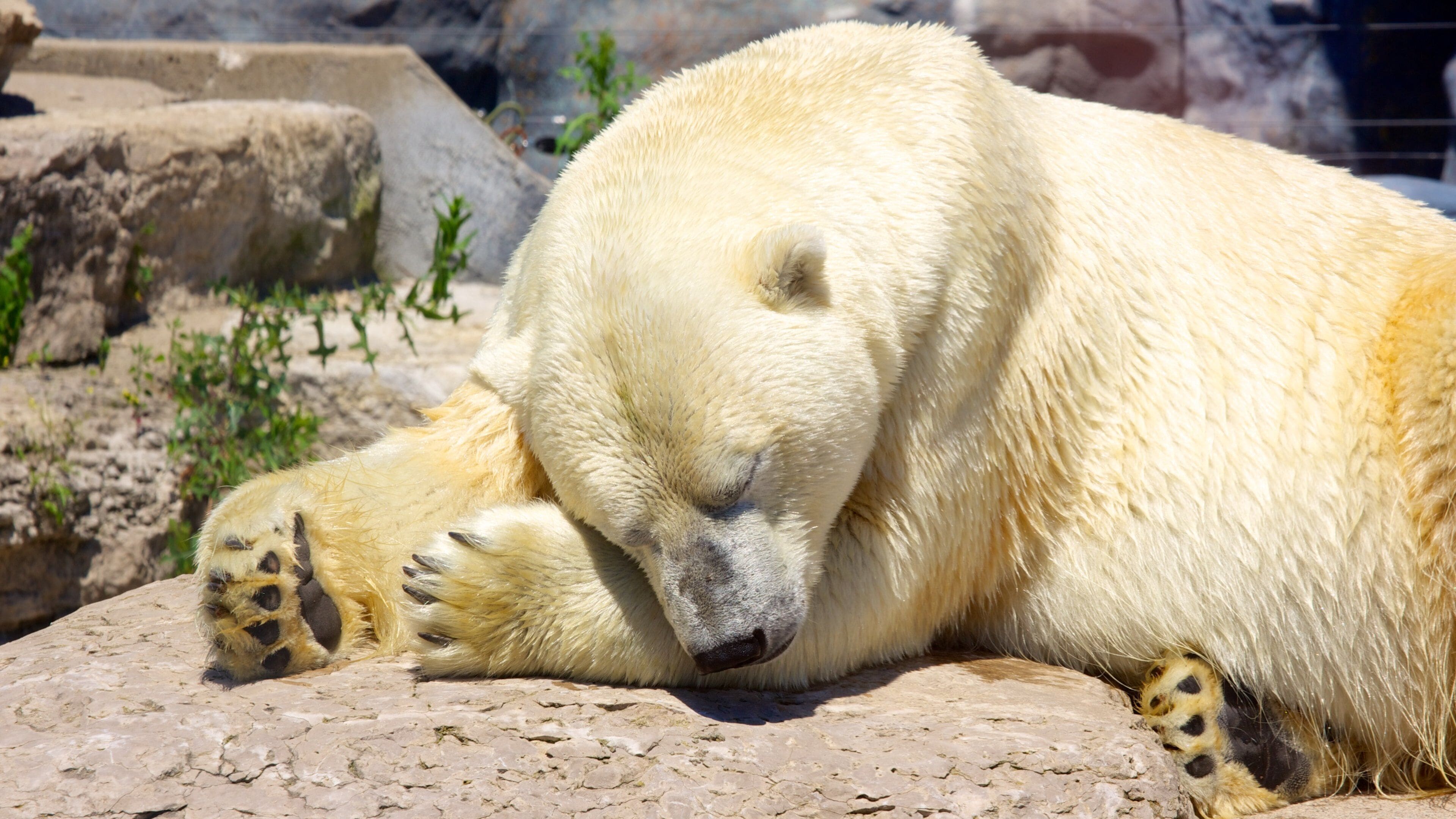 Toronto Zoo featuring dangerous animals, zoo animals and land animals