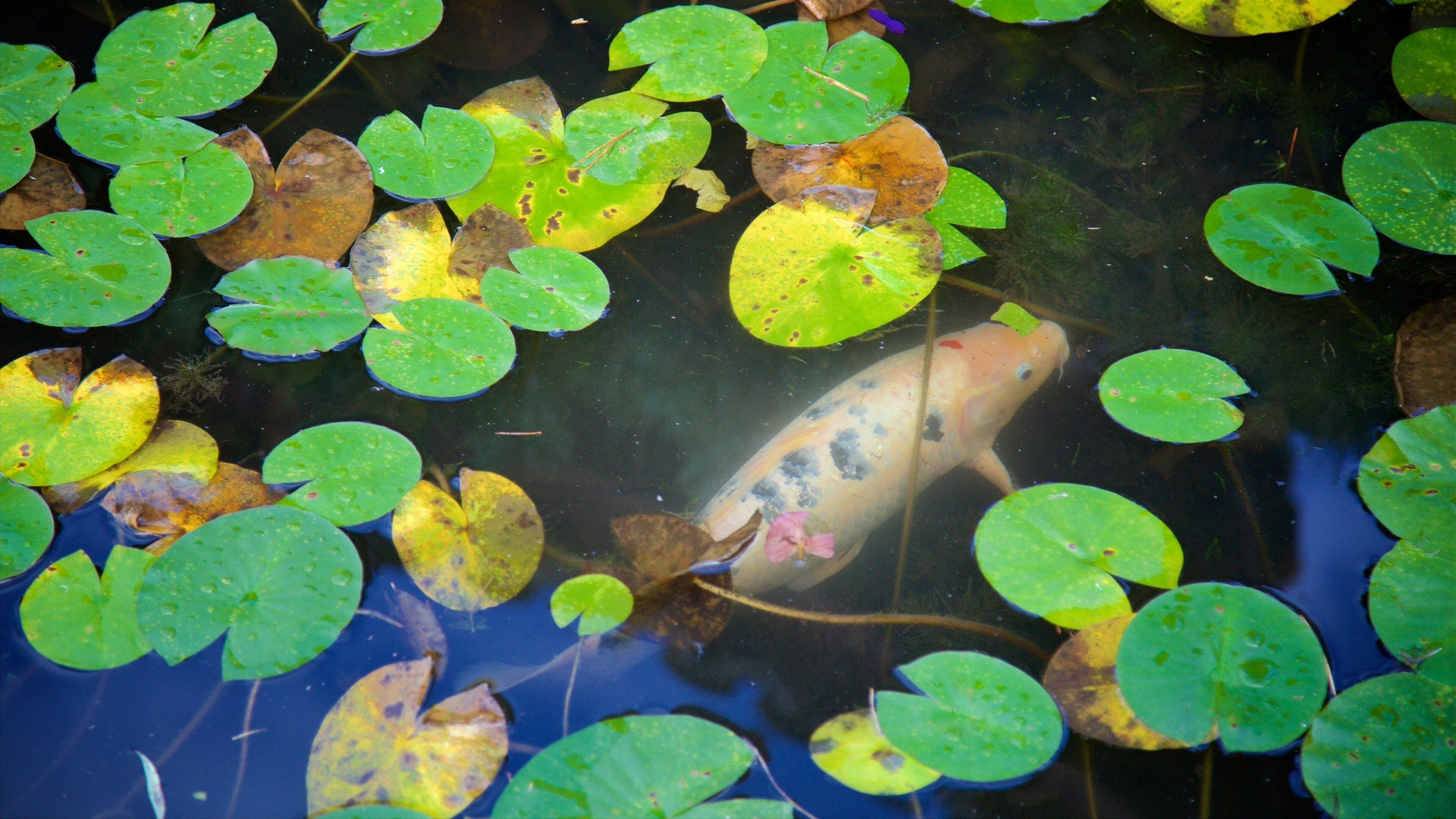 Dr. Sun Yat-Sen Classical Chinese Garden showing a pond and marine life