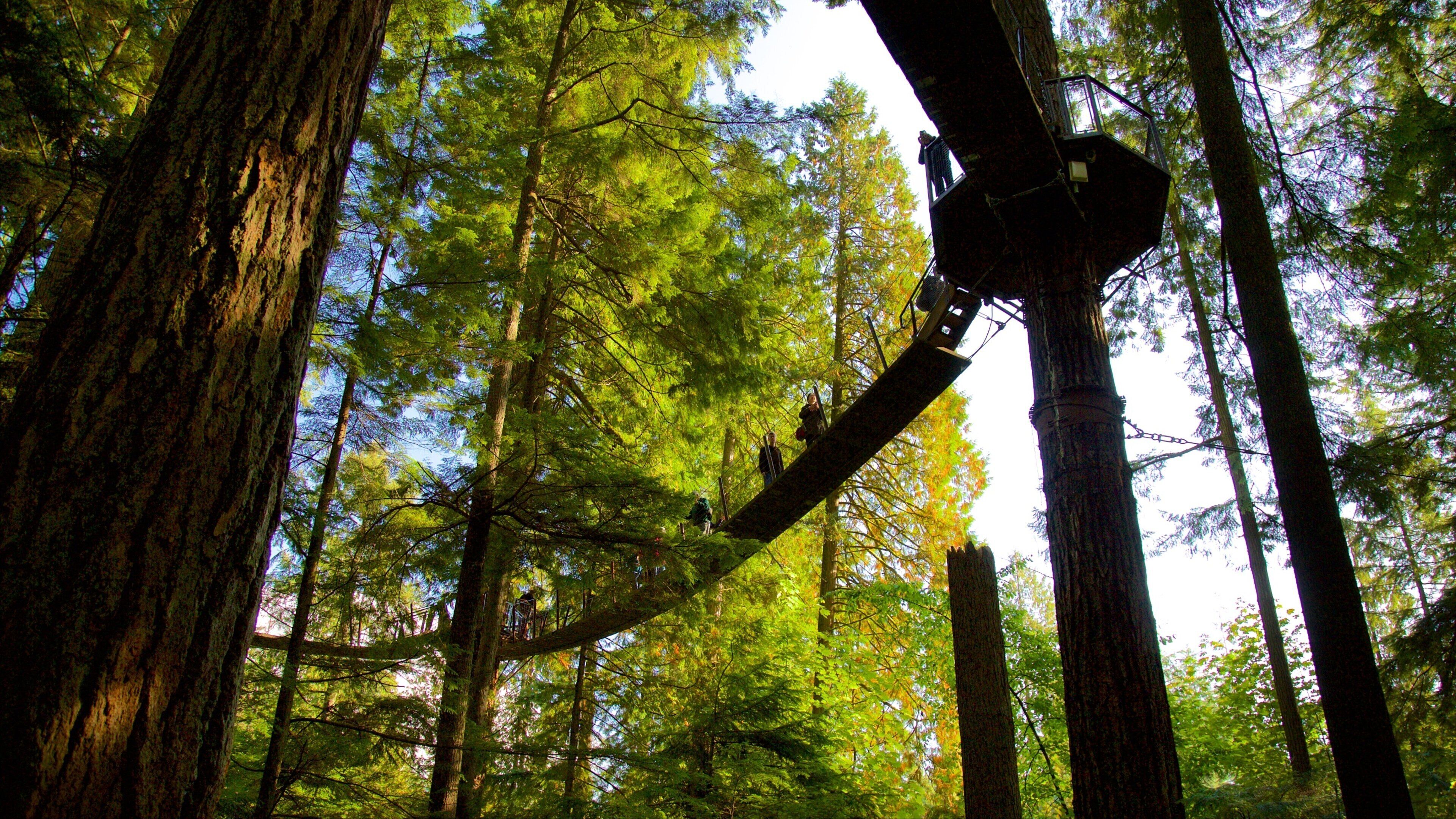 Capilano Suspension Bridge featuring a suspension bridge or treetop walkway and forests