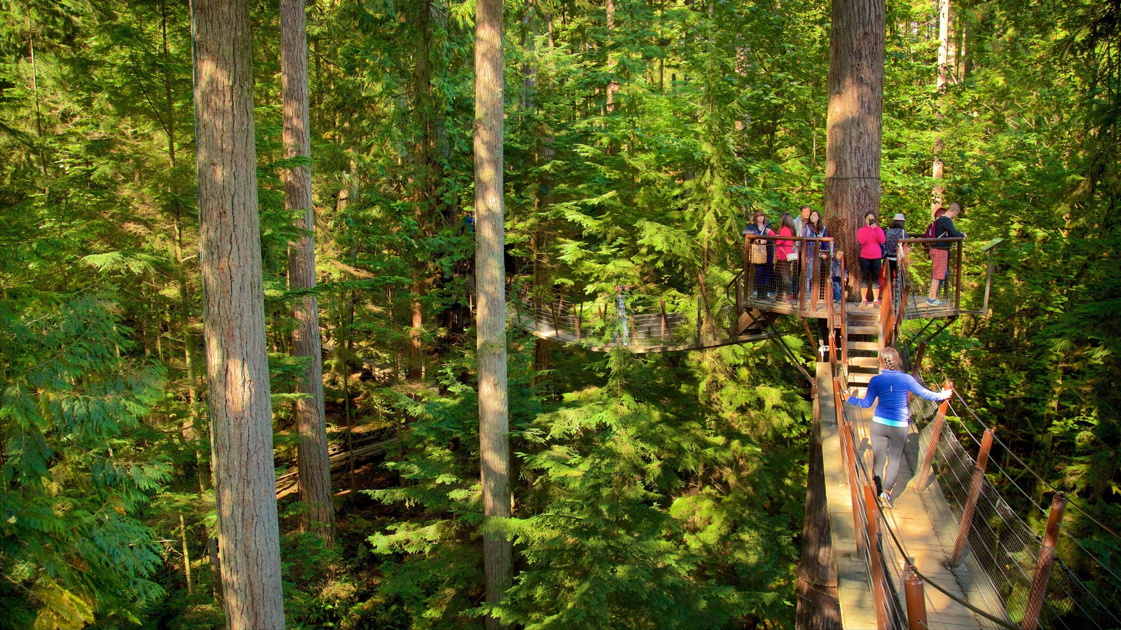 Capilano Suspension Bridge featuring a suspension bridge or treetop walkway and forest scenes as well as a small group of people