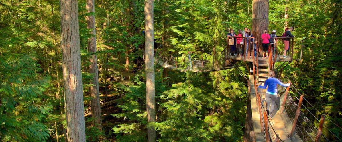 Capilano Suspension Bridge das einen Waldmotive und Hängebrücke oder Baumkronenpfad sowie kleine Menschengruppe