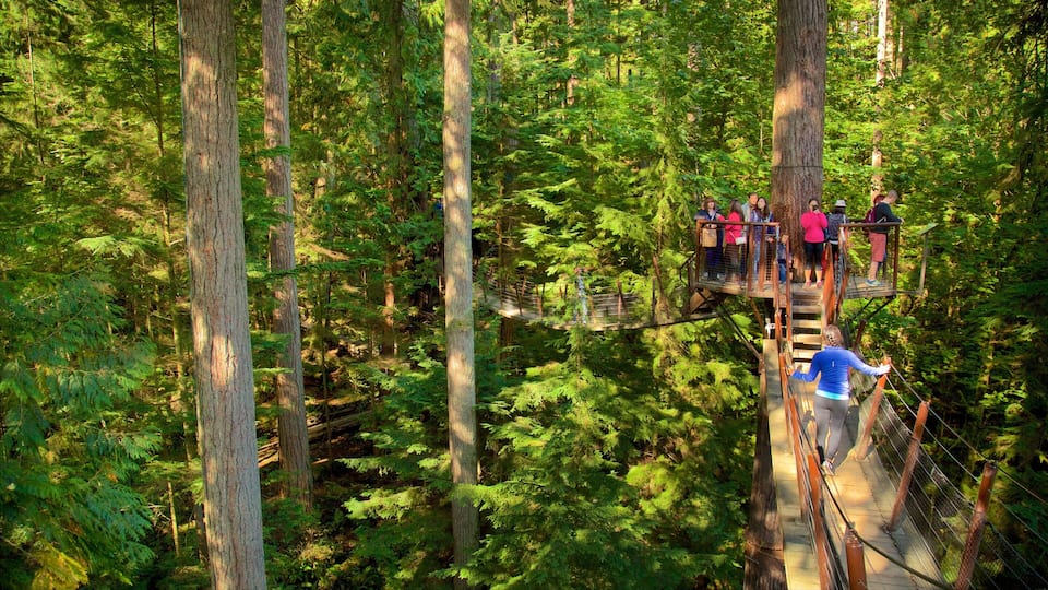 Capilano Suspension Bridge featuring a suspension bridge or treetop walkway and forest scenes as well as a small group of people
