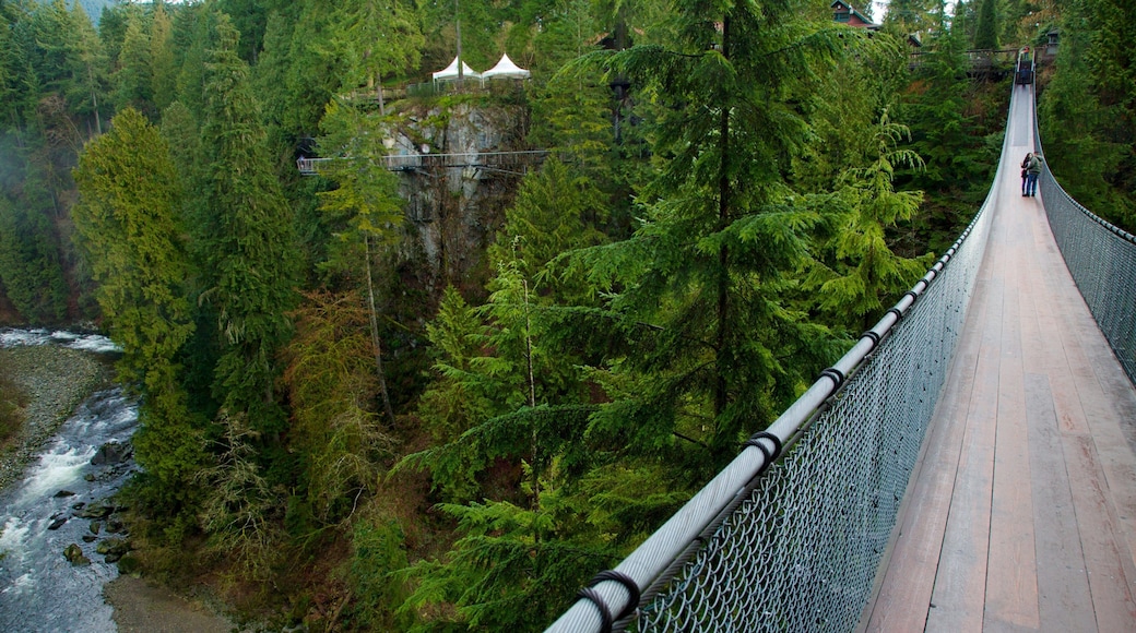 Capilano Suspension Bridge featuring a suspension bridge or treetop walkway, forest scenes and rapids