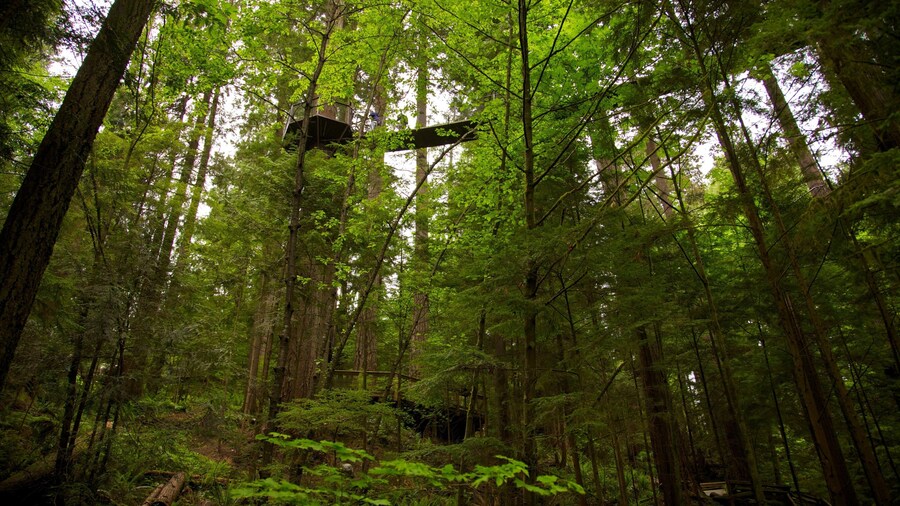 Puente de suspensión Capilano que incluye imágenes de bosques, vista panorámica y un puente colgante o una pasarela