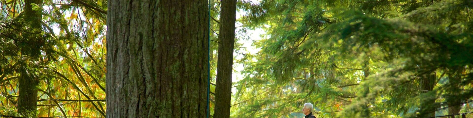 Puente de suspensión Capilano mostrando un puente colgante o pasarela en las copas de los árboles y escenas forestales y también un hombre
