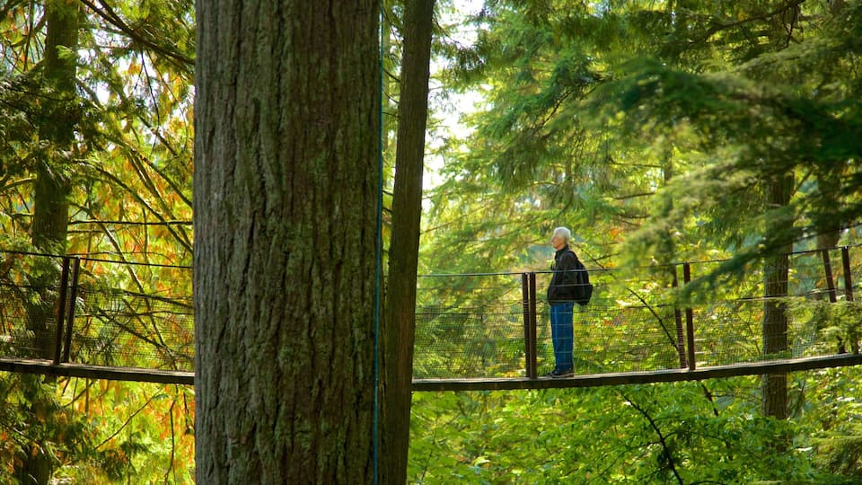Capilano Suspension Bridge which includes a suspension bridge or treetop walkway and forests as well as an individual male