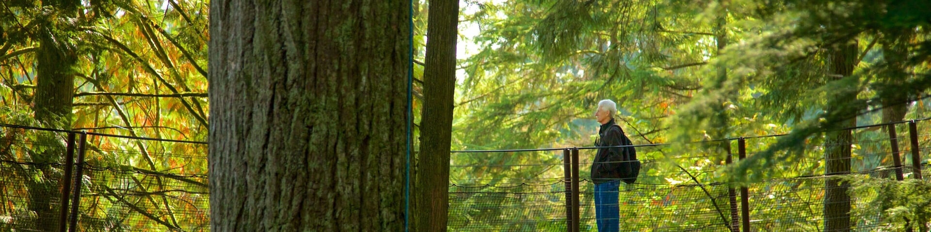 Puente de suspensión Capilano ofreciendo bosques y un puente colgante o pasarela y también un hombre