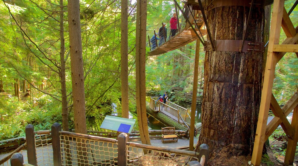 Capilano Suspension Bridge featuring a suspension bridge or treetop walkway and forests as well as a small group of people