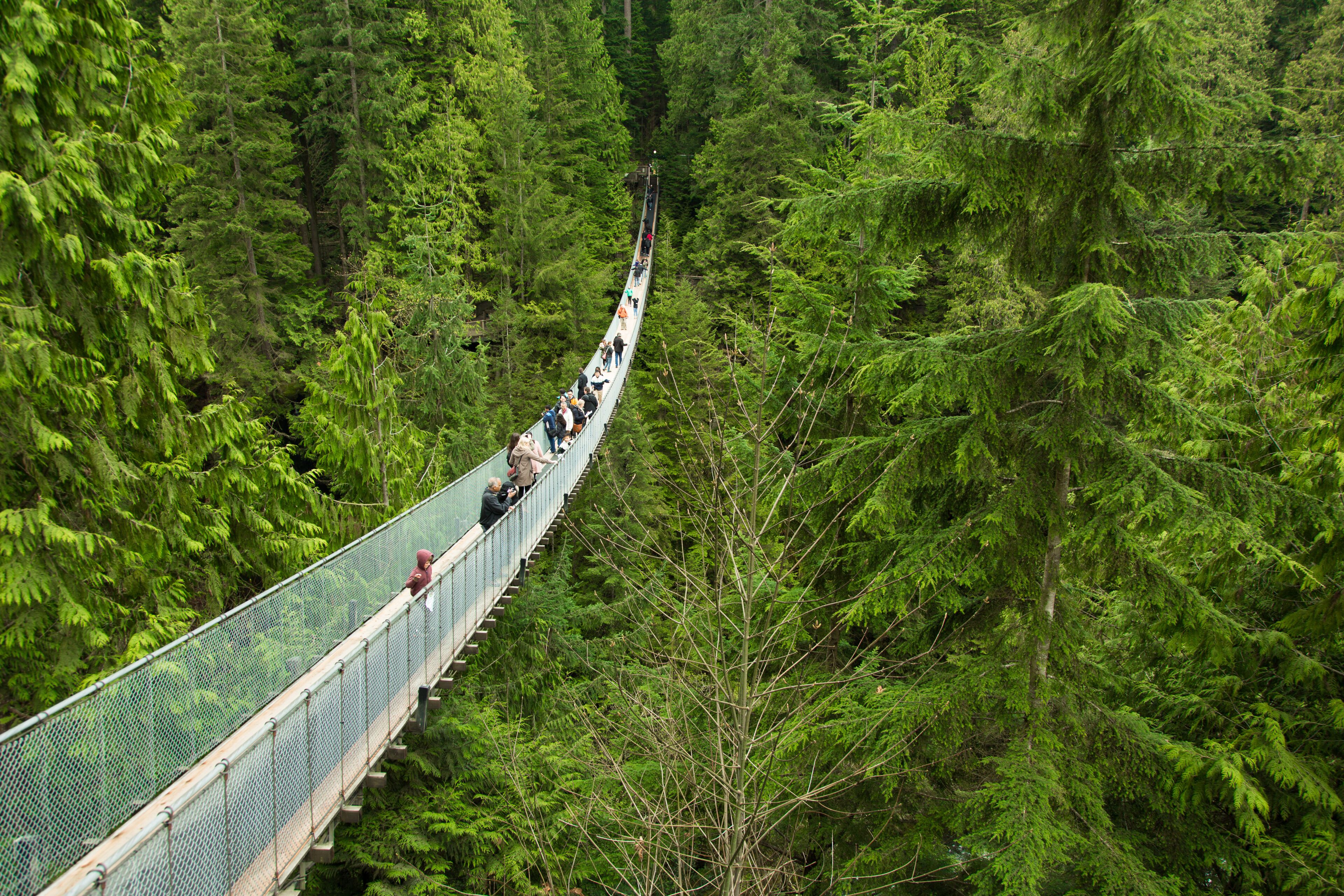 Capilano bridge