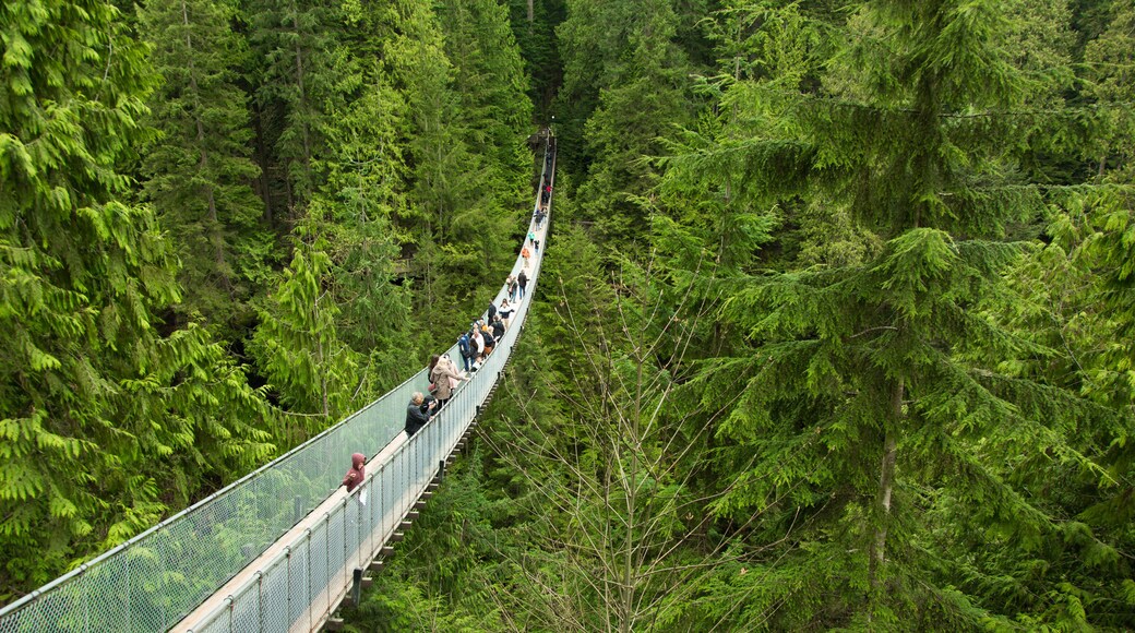 Capilano bridge
