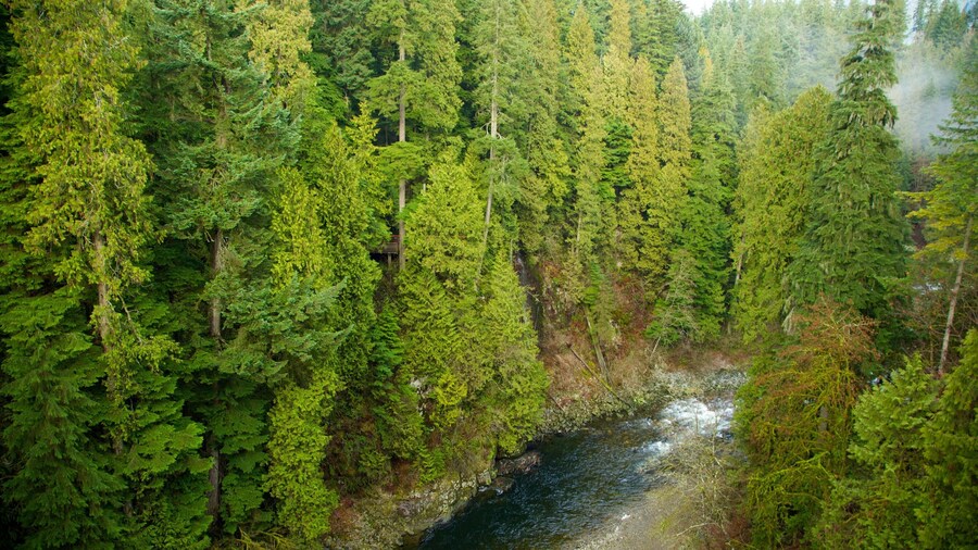 Capilano Suspension Bridge which includes forest scenes and a river or creek