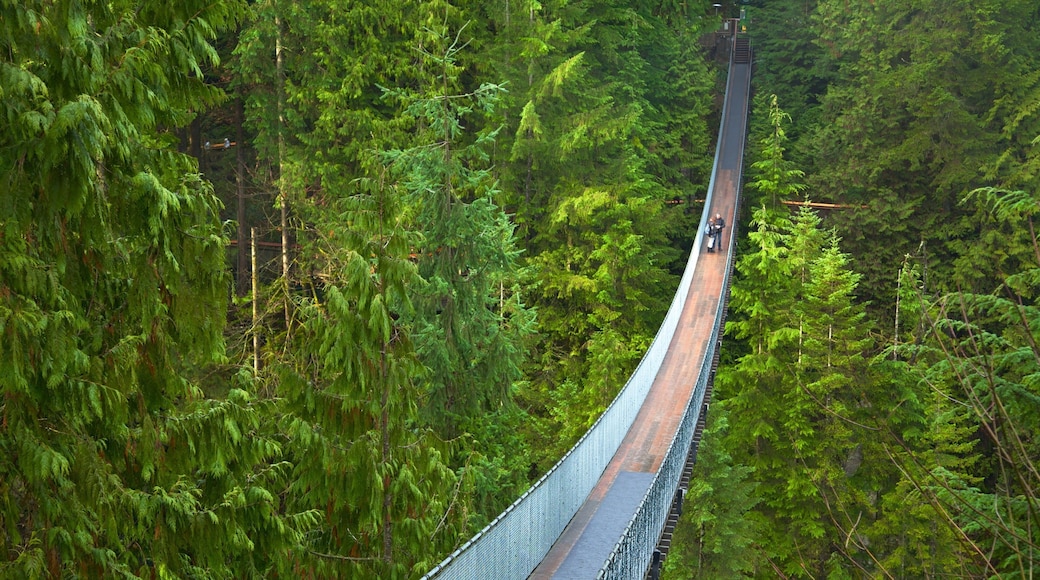 Capilano Suspension Bridge featuring forests and a suspension bridge or treetop walkway