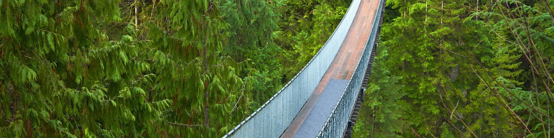 Capilano Suspension Bridge welches beinhaltet Hängebrücke oder Baumkronenpfad und Waldmotive