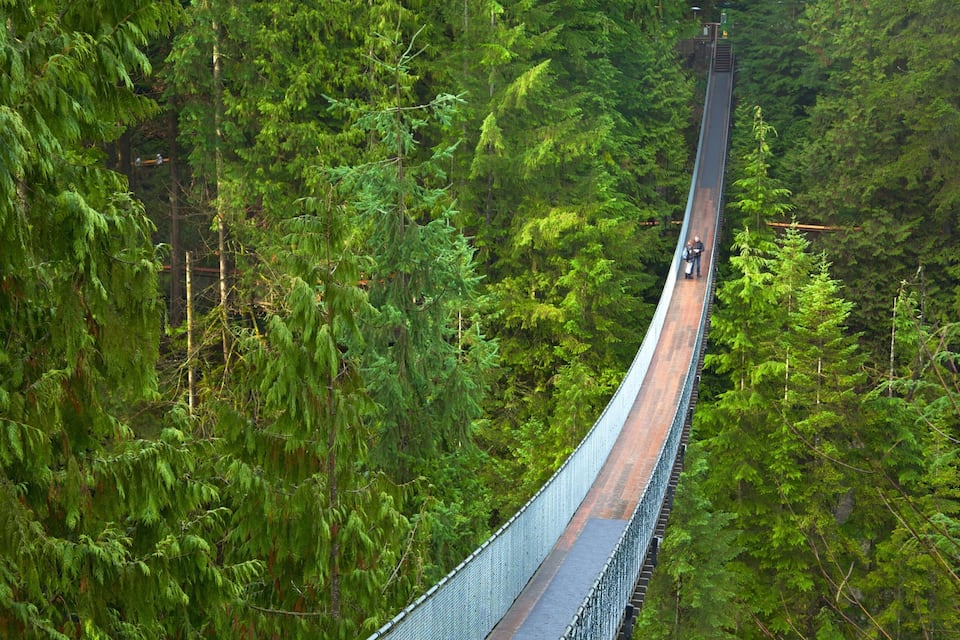 Un pont suspendu entouré d’une forêt dense.