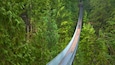 Capilano Suspension Bridge showing a suspension bridge or treetop walkway and forest scenes