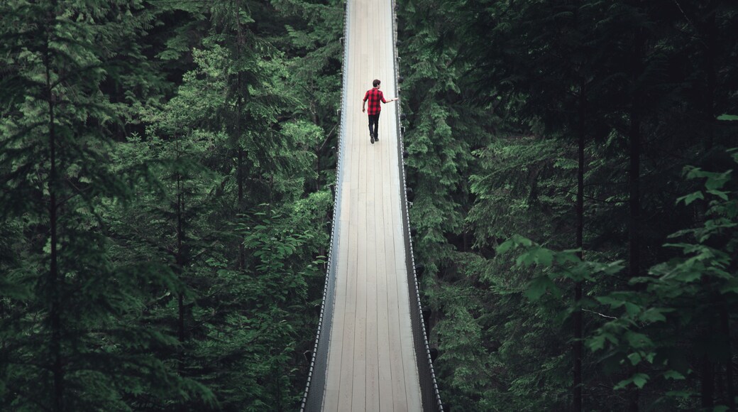 Solitude on Capilano Suspension Bridge over Forest