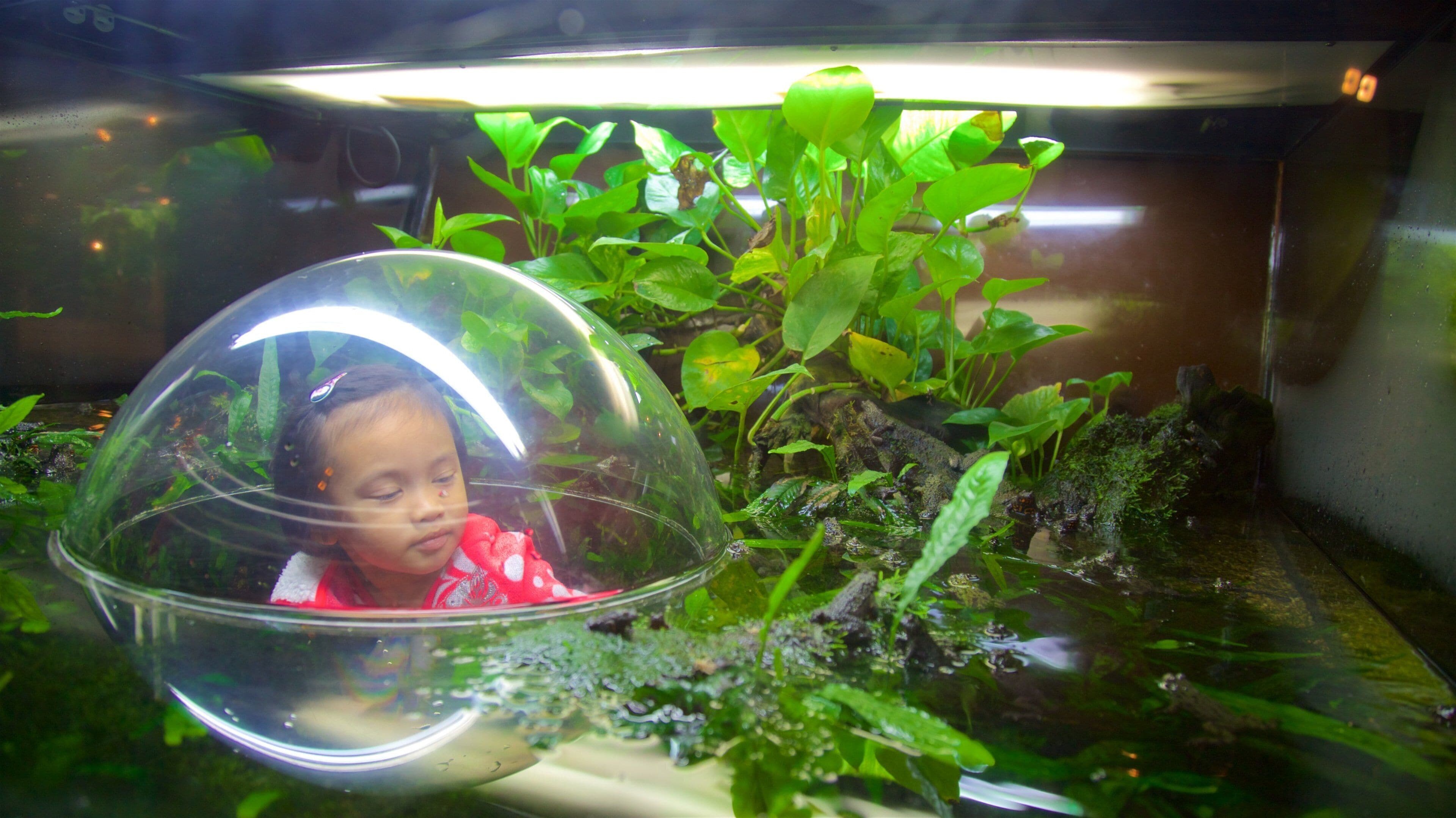 バンクーバー水族館 フィーチャー 動物, 池 と 海洋生物