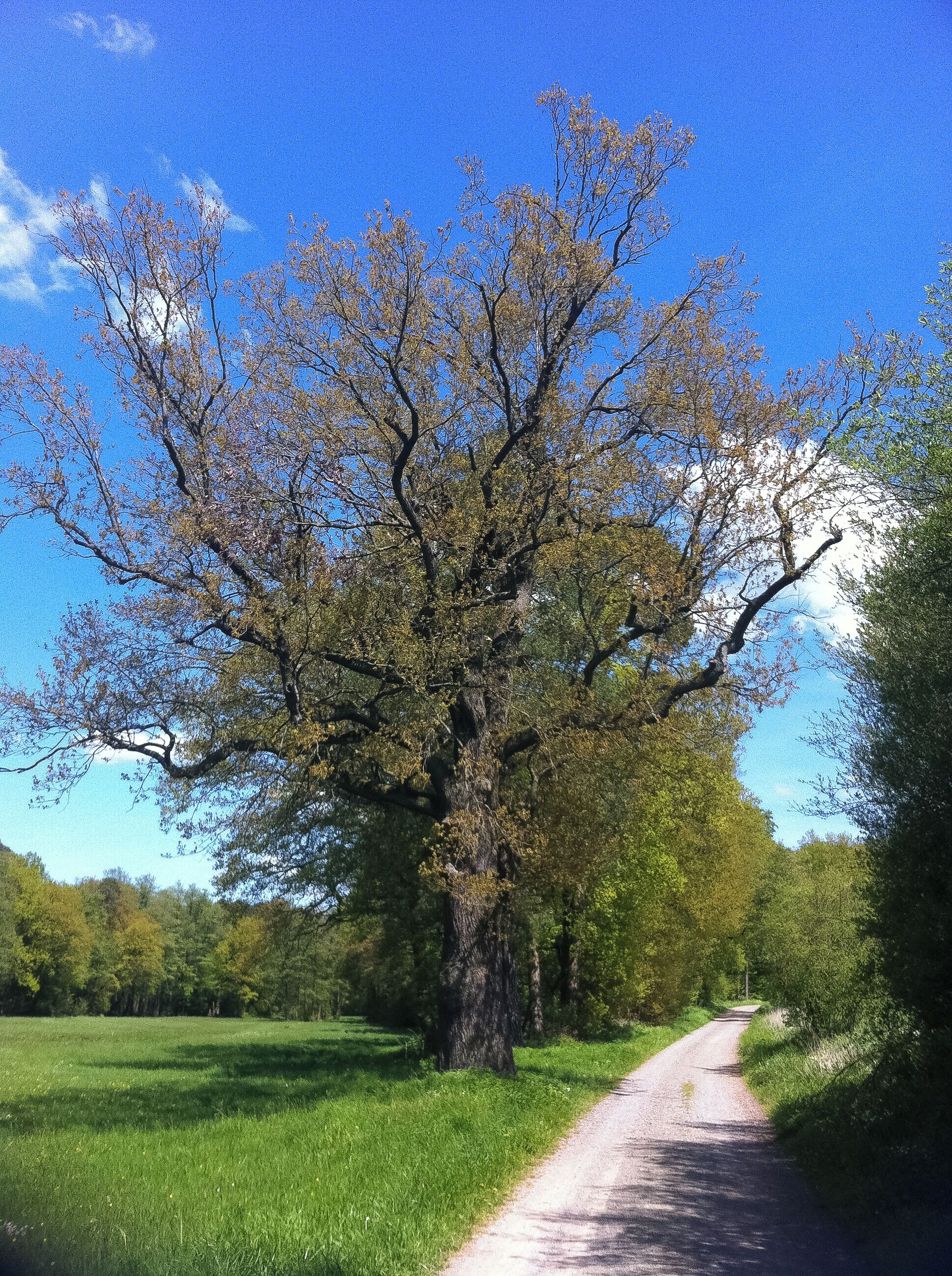Eiche an der Kuhtrift, Naturdenkmal in Dreieich