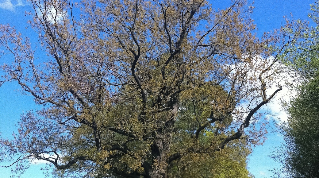 Eiche an der Kuhtrift, Naturdenkmal in Dreieich