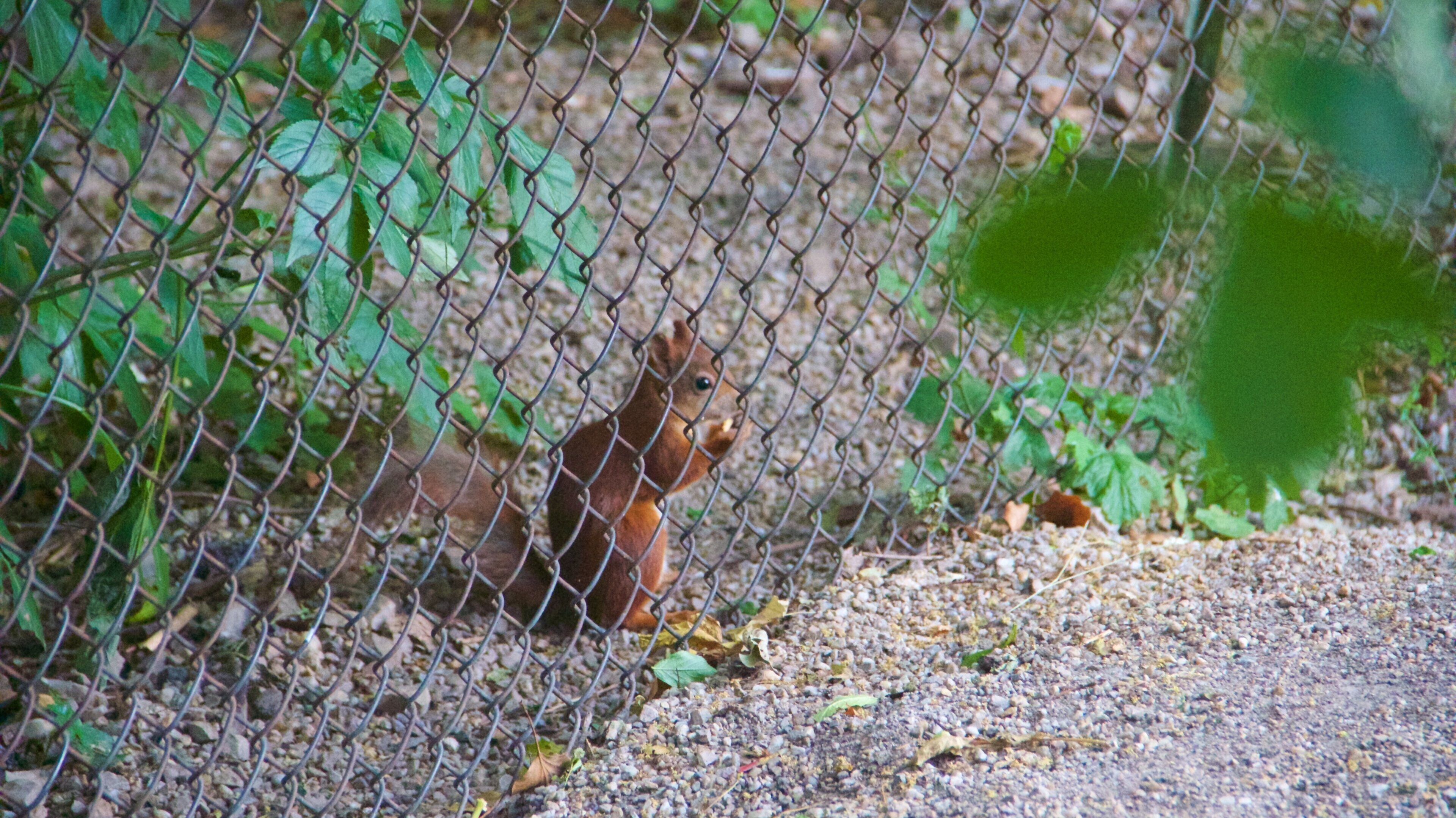 Zoológico de Schönbrunn que incluye animales domésticos y animales de zoológico