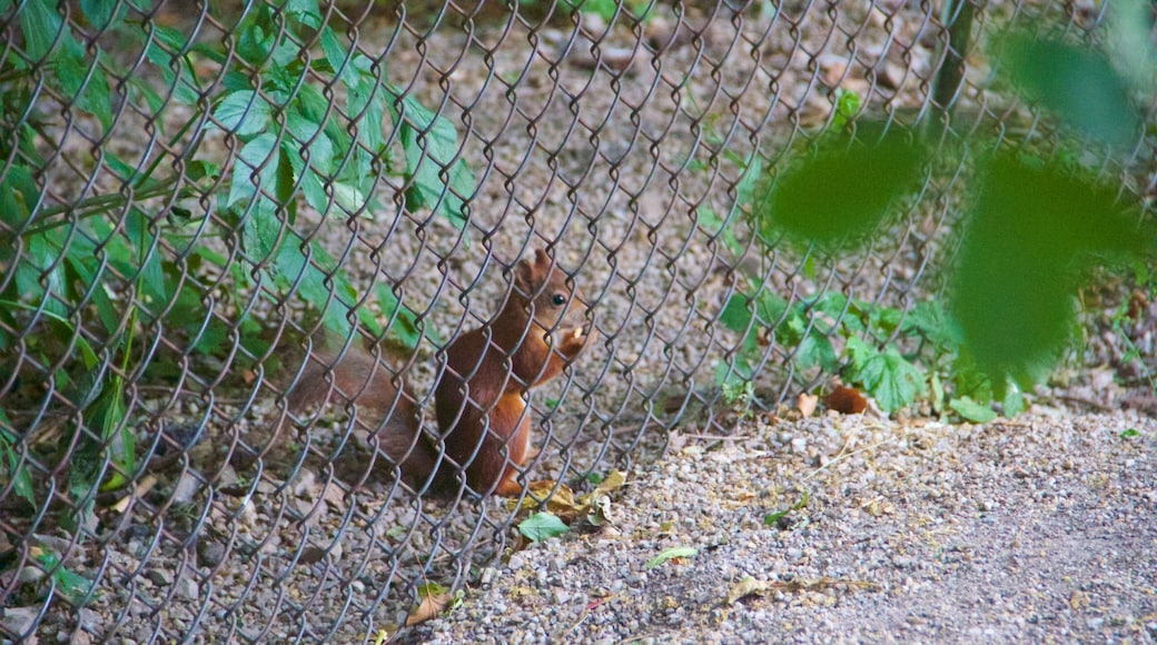 Schoenbrunn Zoo showing cuddly or friendly animals and zoo animals