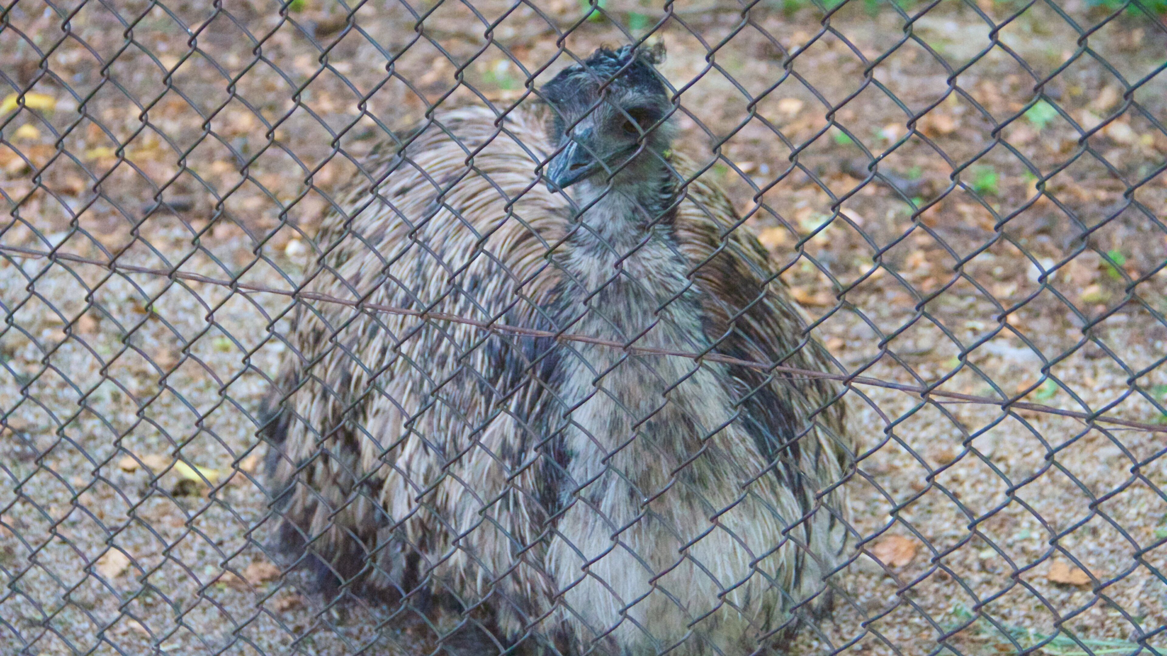 Zoológico de Schönbrunn que incluye animales de zoológico y aves