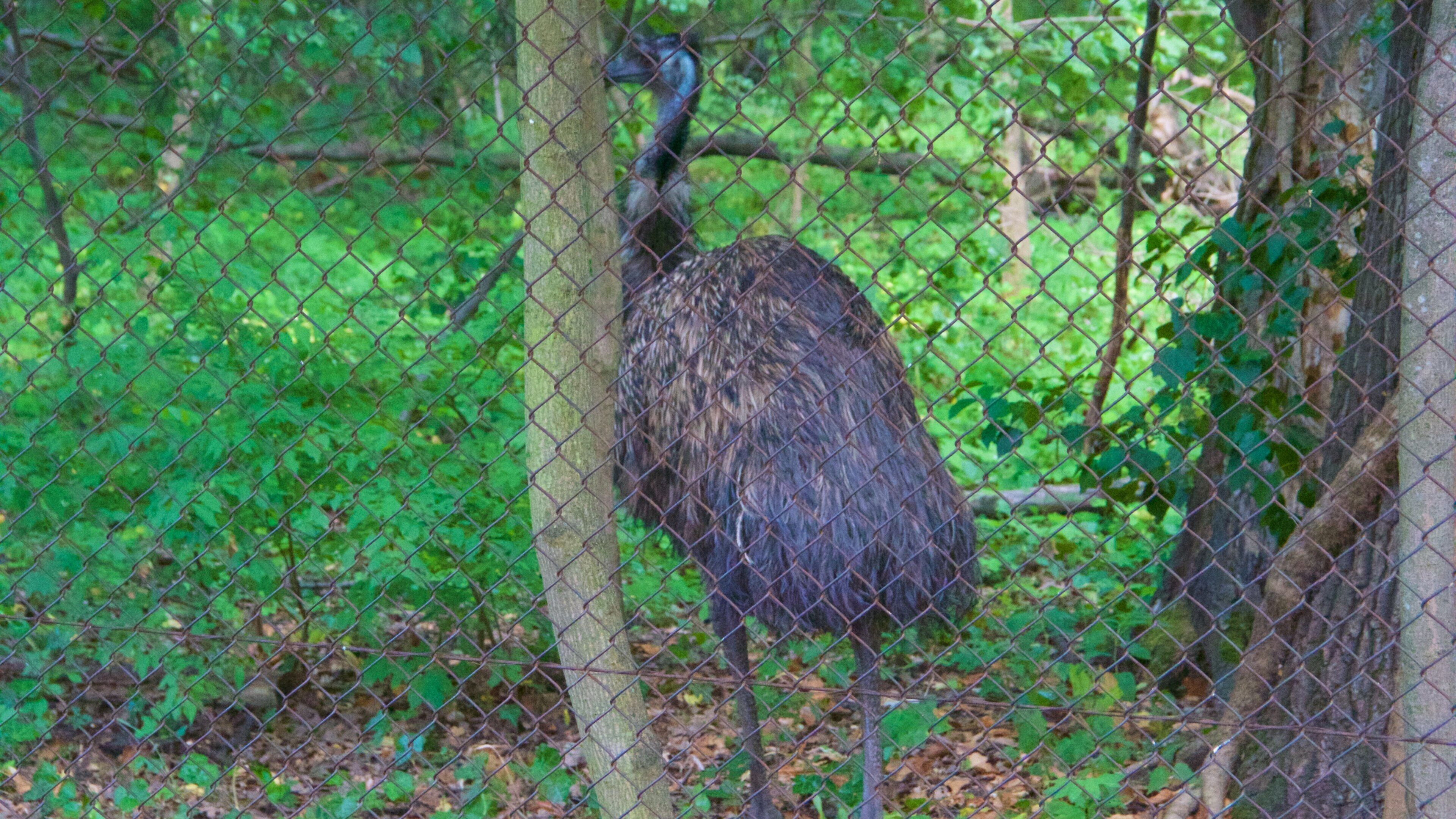 Zoológico de Schönbrunn que incluye animales del zoológico y vida de las aves