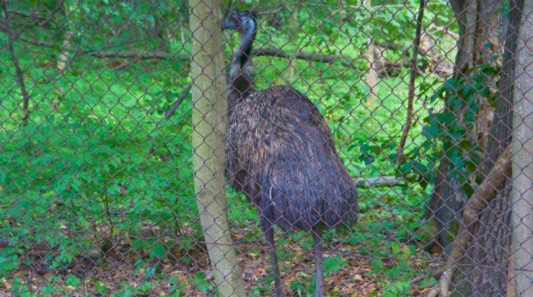 Schoenbrunn Zoo showing zoo animals and bird life