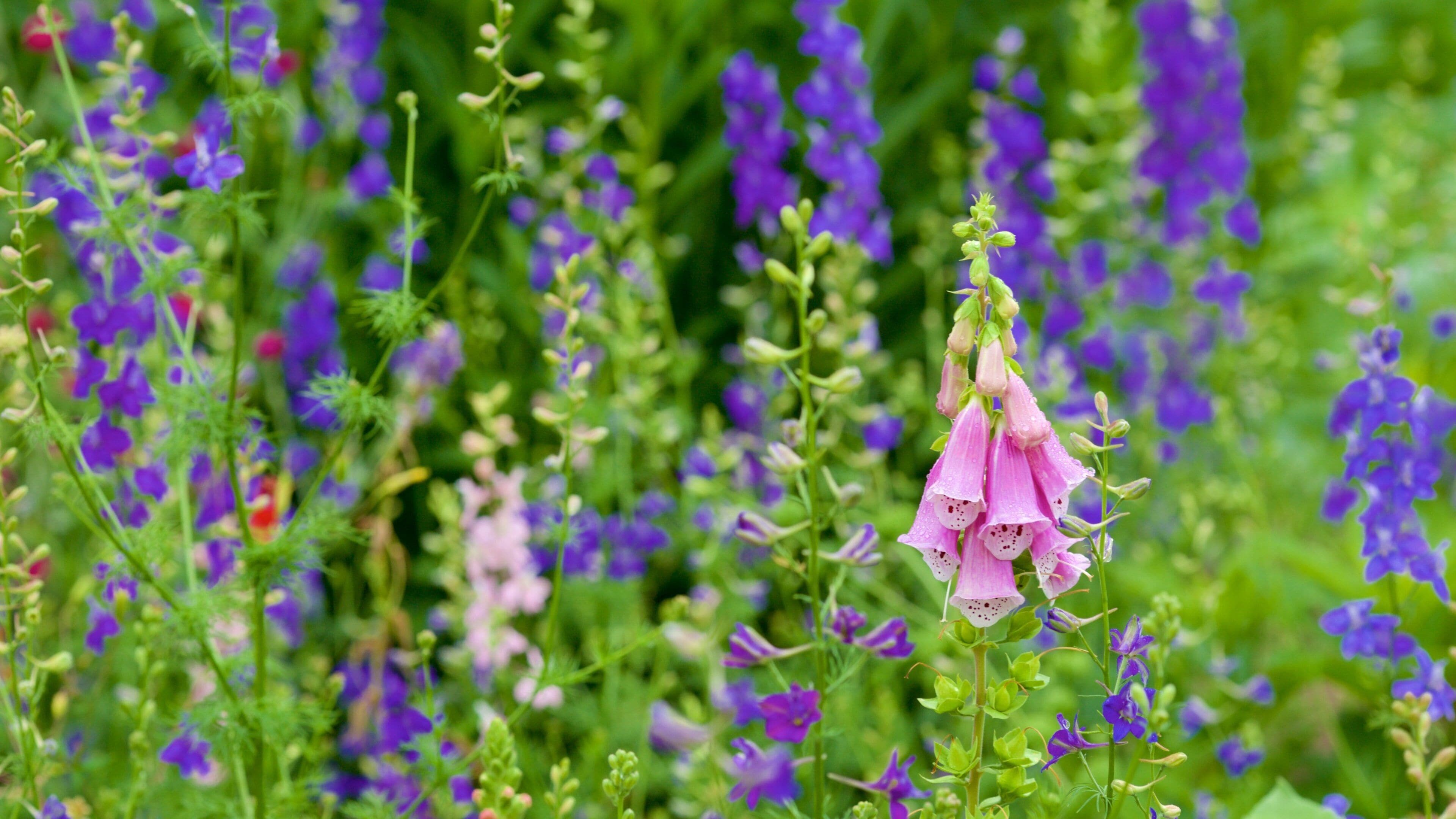 George Washington\'s Mount Vernon showing flowers