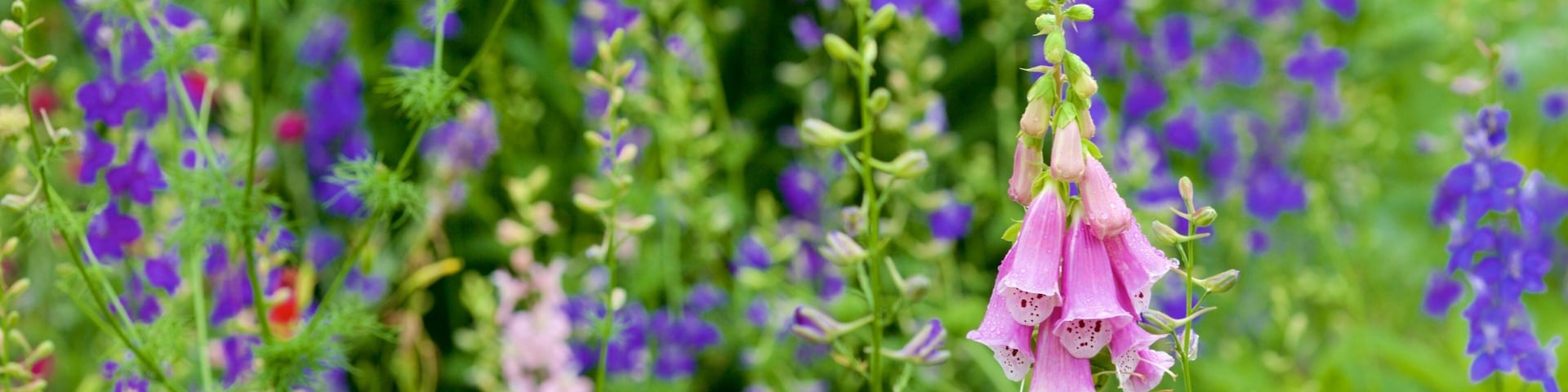 George Washington\'s Mount Vernon showing flowers