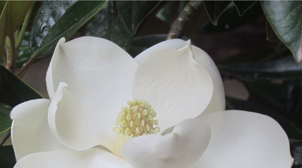 Magnolia Blossom. Huge flower that only lasts a few days.