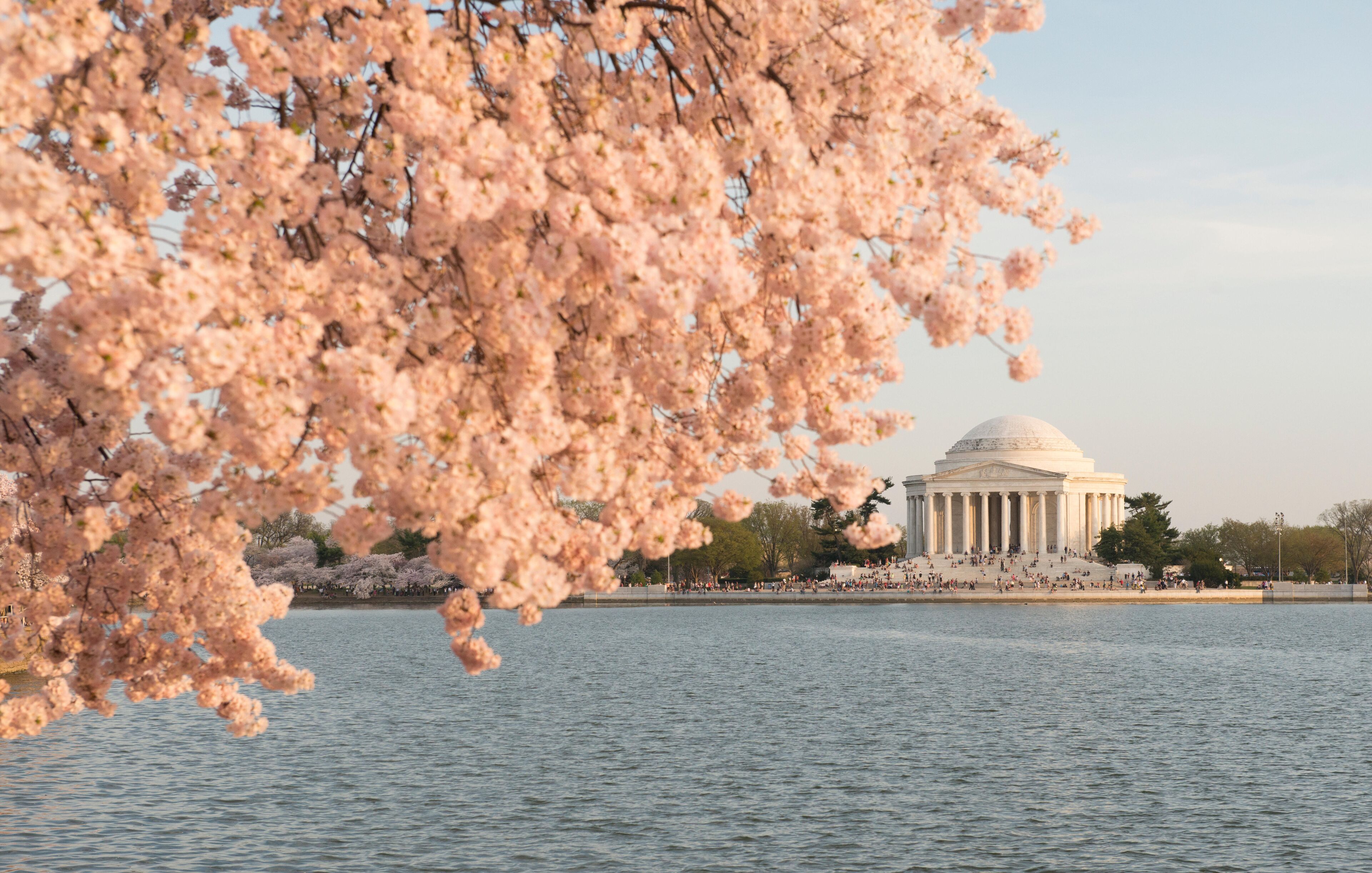 The Thomas Jefferson Memorial is framed by cherry blossoms at sunset.