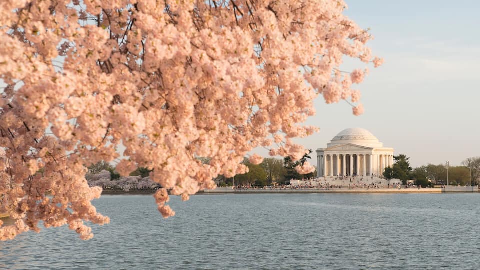 Cherry blossoms, a large white dome structure, and a body of water.
